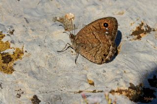 Ha�metli Pirireis&nbsp;(Satyrus&nbsp;ferulus)