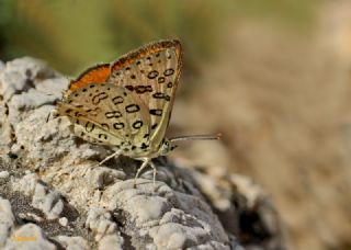 Uygur eytanc (Cigaritis uighurica)