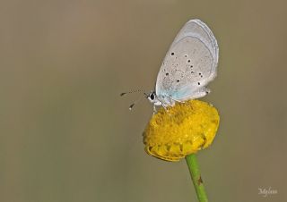 Mavi Osiris&nbsp;(Cupido&nbsp;osiris)