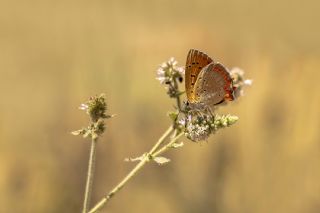 Osmanl Atei (Lycaena ottomanus)