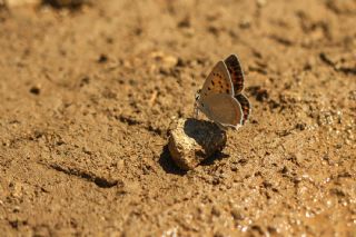 Da Atei (Lycaena thetis)