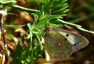 Sar Azamet (Colias croceus)