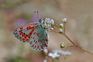 Romen Gelincii (Tomares nogelii dobrogensis)