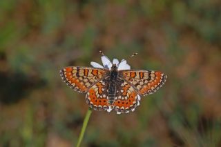 Gzel Nazuum (Euphydryas orientalis)