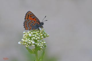 Anadolu Gelincii (Tomares nogelii)