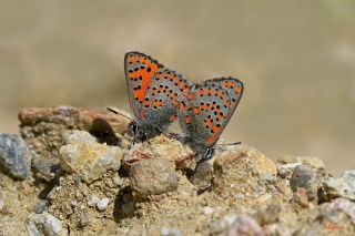 Anadolu Gelincii (Tomares nogelii)