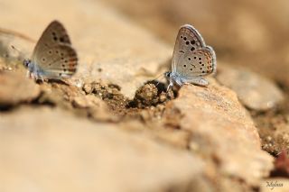 Anadolu Turan Mavisi (Turanana panagaea)