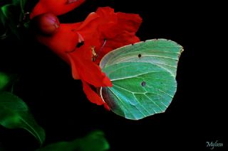 Kleopatra (Gonepteryx cleopatra)