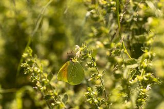 Kleopatra (Gonepteryx cleopatra)