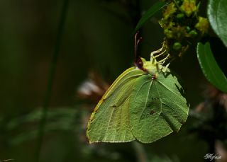 Kleopatra (Gonepteryx cleopatra)