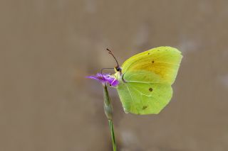 Kleopatra (Gonepteryx cleopatra)