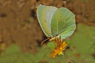 Kleopatra (Gonepteryx cleopatra)