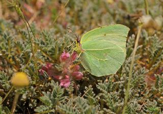 Kleopatra (Gonepteryx cleopatra)