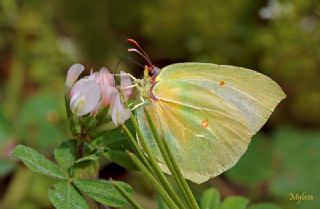 Kleopatra (Gonepteryx cleopatra)