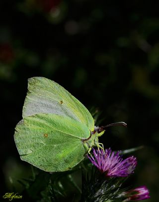 Kleopatra (Gonepteryx cleopatra)