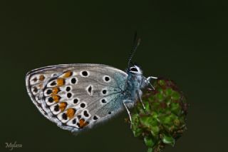 Anadolu Esmergz (Plebejus modicus)