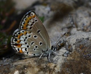 Doulu Esmergz (Plebejus carmon)