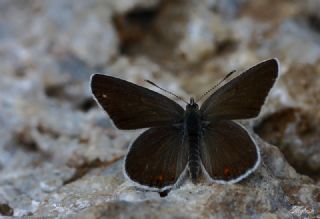 Doulu Esmergz (Plebejus carmon)