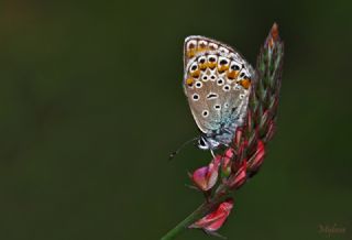 Doulu Esmergz (Plebejus carmon)