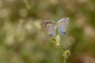 Anadolu Esmergz (Plebejus modicus)