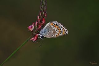 Doulu Esmergz (Plebejus carmon)