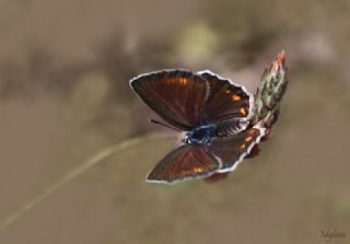 Anadolu Esmergz (Plebejus modicus)