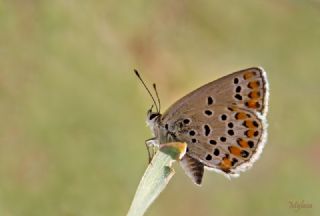 Anadolu Esmerg�z�&nbsp;(Plebejus&nbsp;modicus)