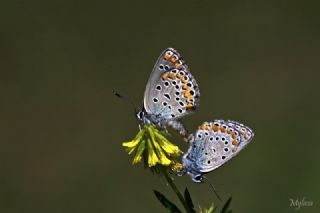 Anadolu Esmergz (Plebejus modicus)