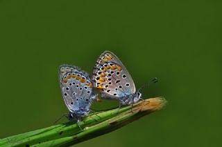 Anadolu Esmergz (Plebejus modicus)