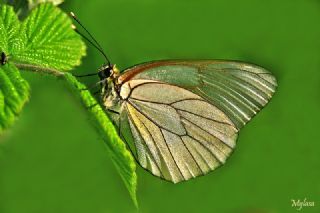 Al Beyaz (Aporia crataegi)