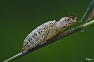 Al Beyaz (Aporia crataegi)