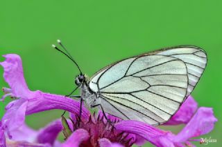 Al Beyaz (Aporia crataegi)