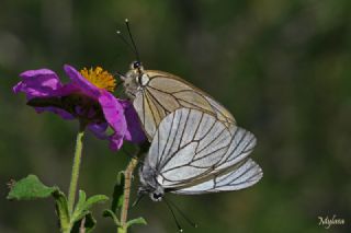 Al Beyaz (Aporia crataegi)