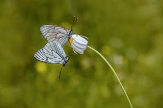 Al�� Beyaz�&nbsp;(Aporia&nbsp;crataegi)