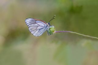 Al Beyaz (Aporia crataegi)
