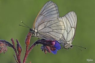 Al�� Beyaz�&nbsp;(Aporia&nbsp;crataegi)