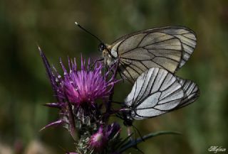 Al Beyaz (Aporia crataegi)