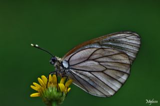 Al Beyaz (Aporia crataegi)