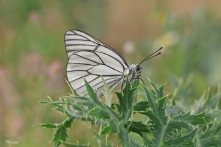 Al Beyaz (Aporia crataegi)