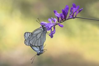 Al�� Beyaz�&nbsp;(Aporia&nbsp;crataegi)