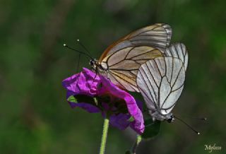 Al Beyaz (Aporia crataegi)