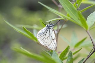 Al Beyaz (Aporia crataegi)