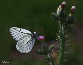 Al Beyaz (Aporia crataegi)