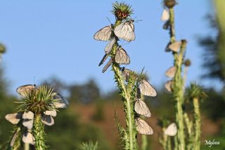 Al�� Beyaz�&nbsp;(Aporia&nbsp;crataegi)
