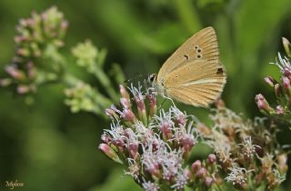 okgzl Lbnan Esmeri (Polyommatus alcestis)