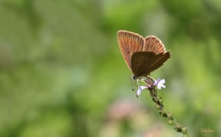 okgzl Lbnan Esmeri (Polyommatus alcestis)