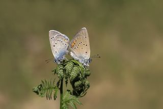�okg�zl� G�zel Mavi&nbsp;(Polyommatus&nbsp;bellis)