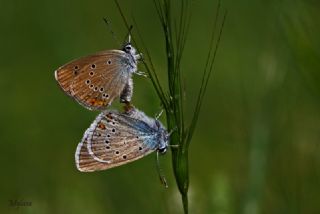 okgzl Gzel Mavi (Polyommatus bellis)
