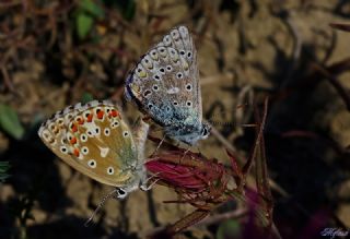 okgzl Gk Mavisi (Polyommatus bellargus)