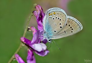 okgzl Gzel Mavi (Polyommatus bellis)